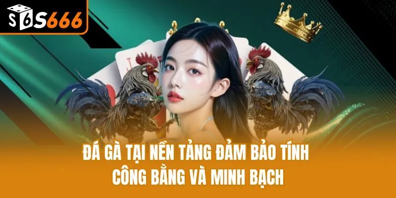 Hành Trình Chinh Phục Đá Gà S666 - Bài Học, Kinh Nghiệm Vàng Đá gà tại nền tảng đảm bảo tính công bằng và minh bạch