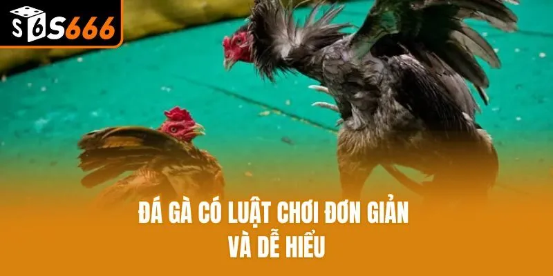 Hành Trình Chinh Phục Đá Gà S666 - Bài Học, Kinh Nghiệm Vàng Đá gà có luật chơi đơn giản và dễ hiểu