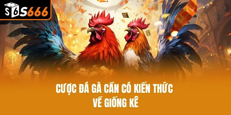 Cược đá gà cần có kiến thức về giống kê